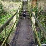 pup-on-the-rockwell-bridge