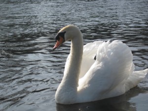 img_0664 img_0664