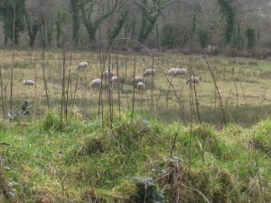 sheep-in-the-field