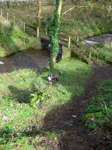 pup-at-the-water pup-at-the-water