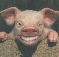 smiley-swine.gif