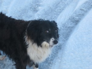 There's the best little dog in town giving you a winter grin