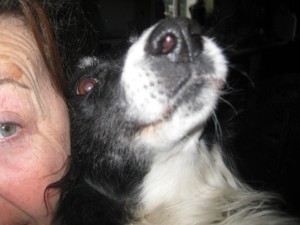 eye-and-dog