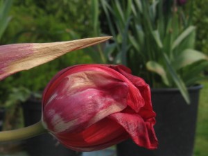John Joe's tulip