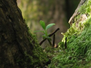 New growth in fresh moss